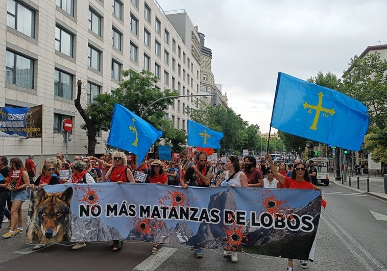 «Asturias paraíso criminal», el grito de los ecologistas que se manifiestan exigiendo dejar de matar lobos